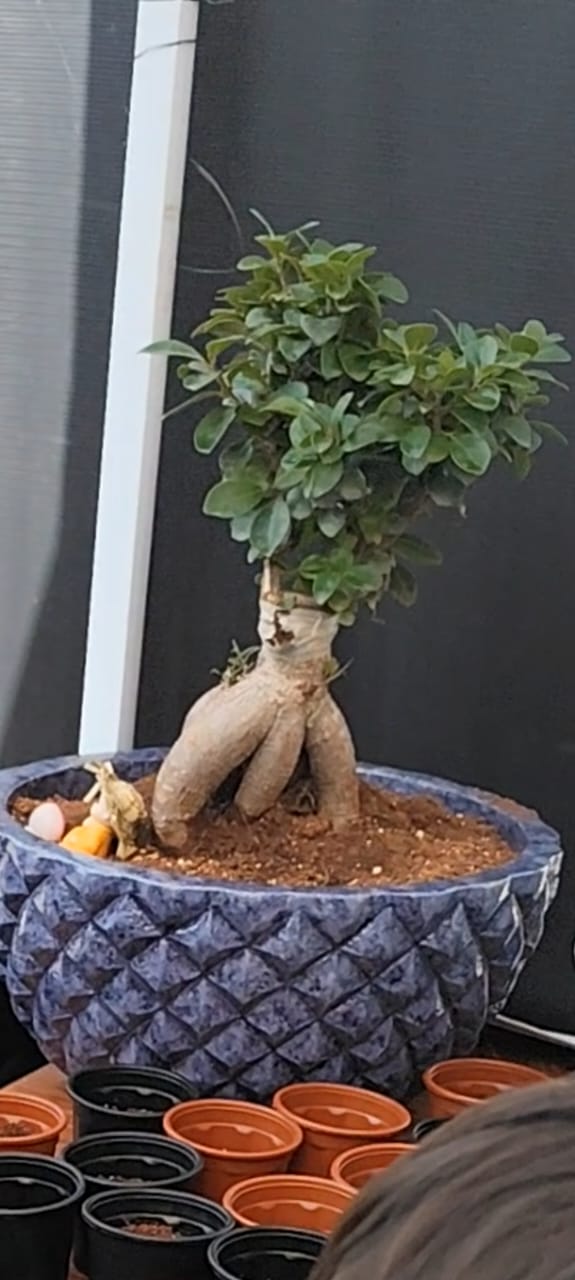 Fig Banyan Bonsai