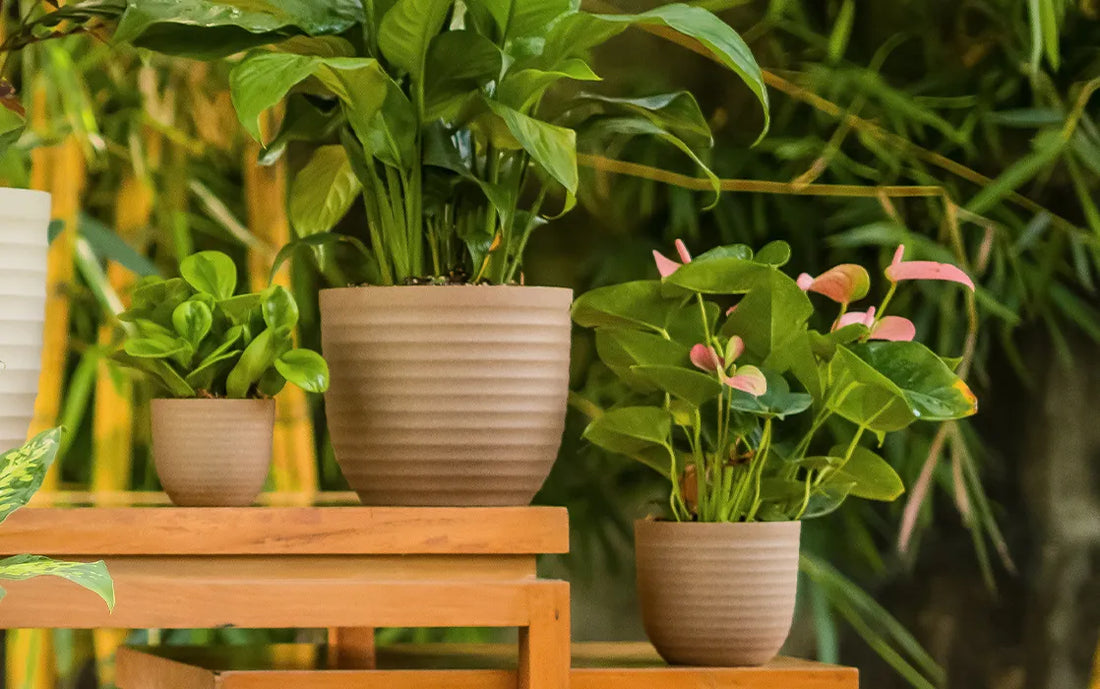 Perfect Planter For Growing Succulents and Herbs - Verona 11 Eco Series