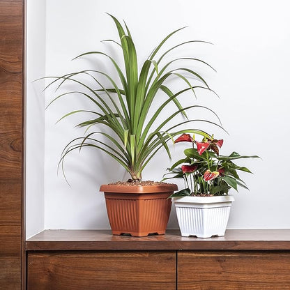 Bello Square Plastic Planter