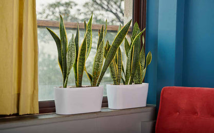 Florida Window Planter