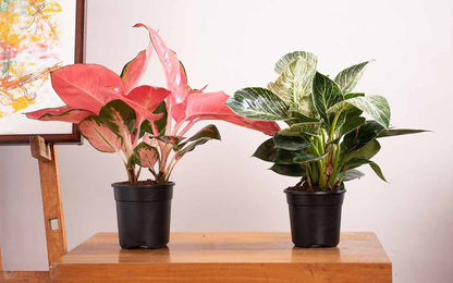 Advance Plastic Pots 4 Inch